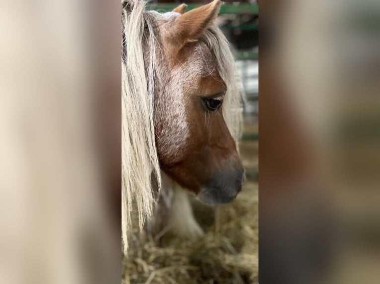 Más ponis/caballos pequeños Semental 11 años 84 cm Ruano alazán in Dennis, TX