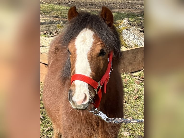 Más ponis/caballos pequeños Semental 1 año 112 cm Castaño in Ursensollen