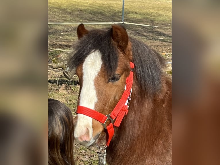 Más ponis/caballos pequeños Semental 1 año 112 cm Castaño in Ursensollen