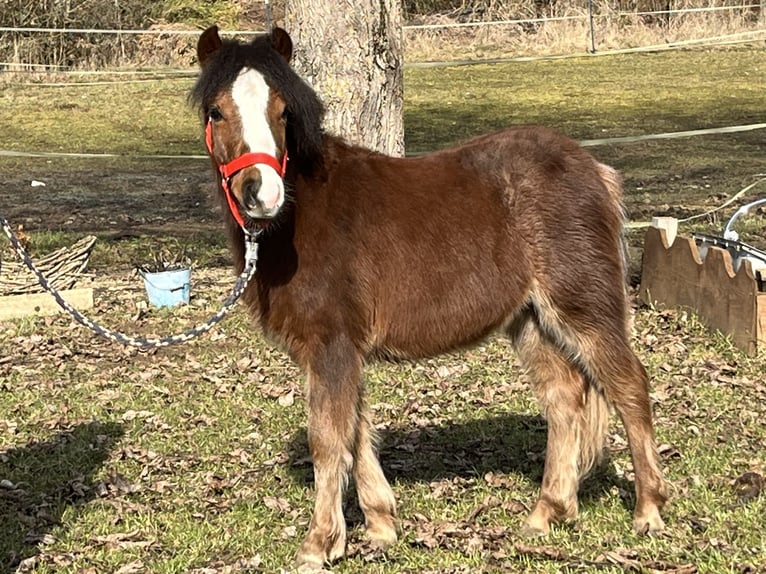 Más ponis/caballos pequeños Semental 1 año 112 cm Castaño in Ursensollen