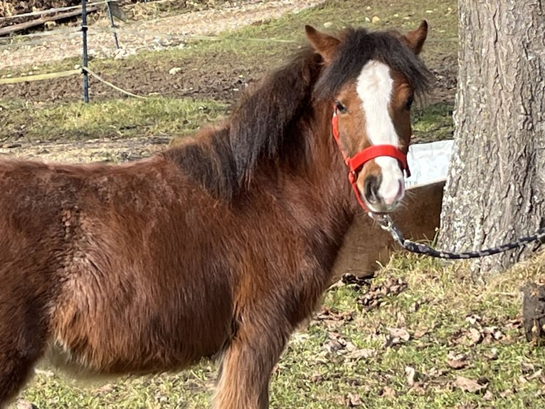 Más ponis/caballos pequeños Semental 1 año 112 cm Castaño in Ursensollen