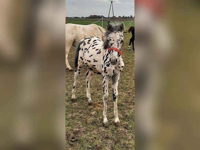 Más ponis/caballos pequeños Mestizo Semental 1 año 120 cm Atigrado/Moteado in Żmudź