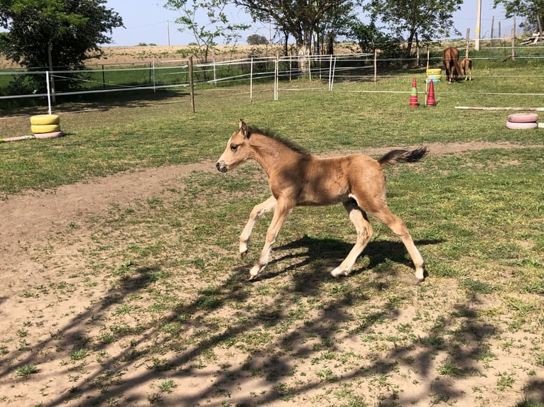 Más ponis/caballos pequeños Semental 1 año 143 cm Buckskin/Bayo in Tolna