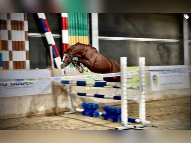 Más ponis/caballos pequeños Semental 1 año 145 cm Alazán in St. Erhard