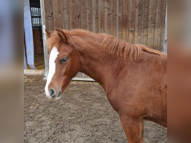 Más ponis/caballos pequeños Semental 1 año 145 cm Alazán in St. Erhard