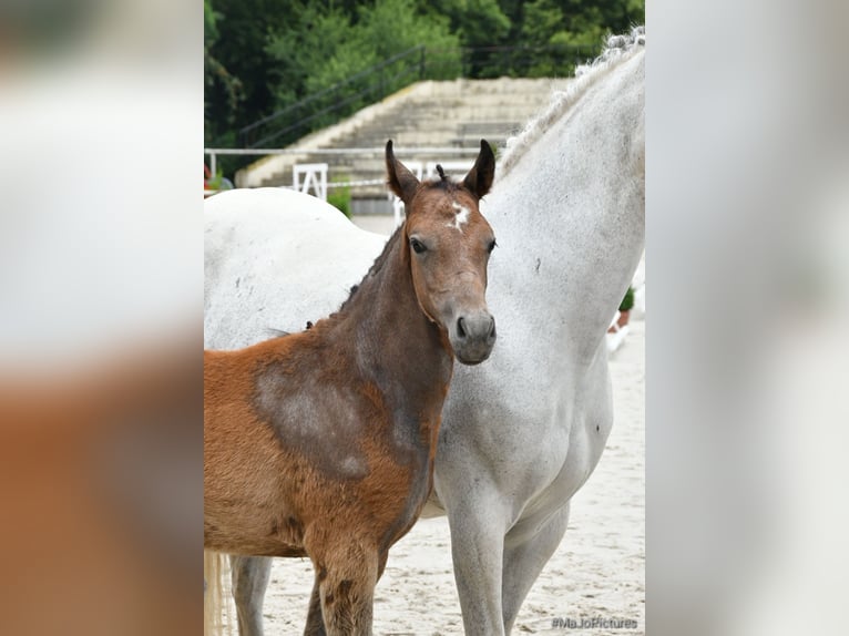 Más ponis/caballos pequeños Semental 1 año 145 cm Tordo rodado in Salzwedel