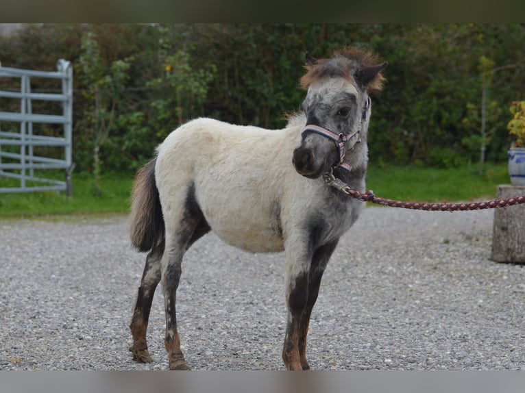 Más ponis/caballos pequeños Semental 1 año 85 cm Atigrado/Moteado in Aitrang