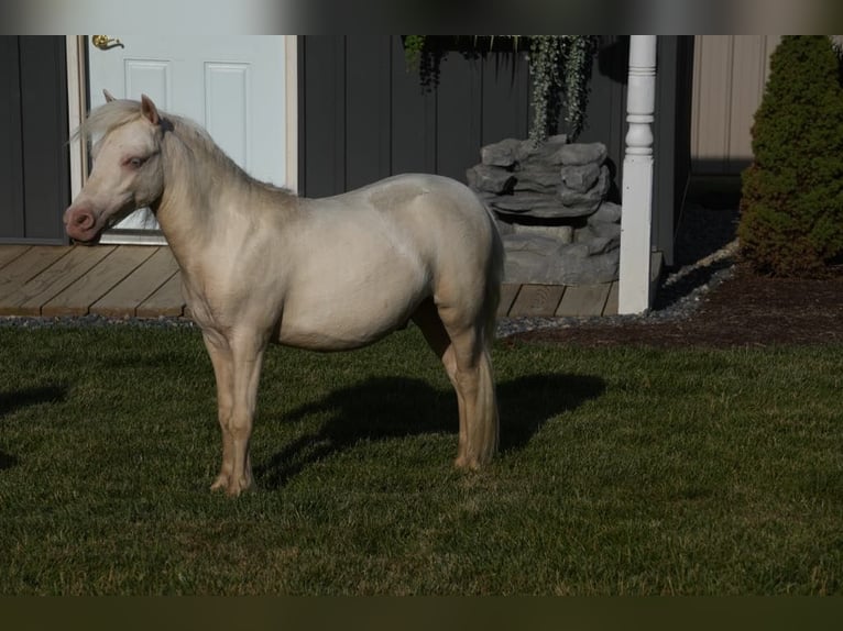 Más ponis/caballos pequeños Semental 1 año 86 cm Cremello in Fresno