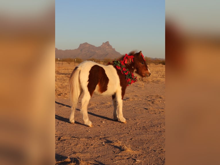 Más ponis/caballos pequeños Semental 1 año 91 cm in Buckeye, AZ