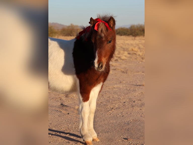 Más ponis/caballos pequeños Semental 1 año 91 cm in Buckeye, AZ