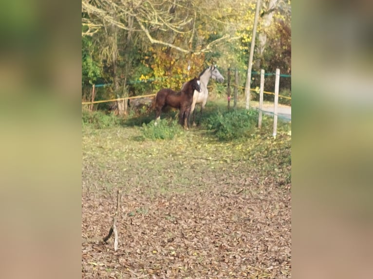 Más ponis/caballos pequeños Mestizo Semental 1 año Alazán-tostado in Künzing
