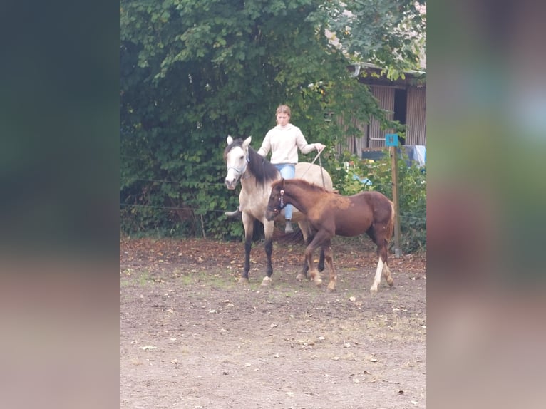 Más ponis/caballos pequeños Mestizo Semental 1 año Alazán-tostado in Künzing