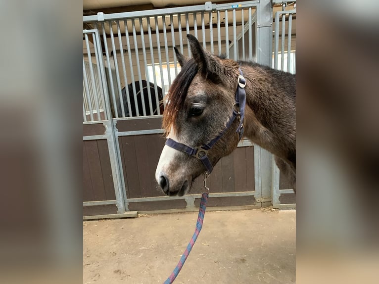 Más ponis/caballos pequeños Semental 1 año in Neuenrade