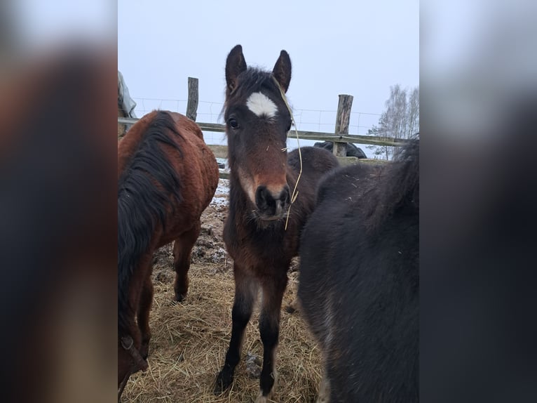 Más ponis/caballos pequeños Mestizo Semental 1 año Castaño in Szewno
