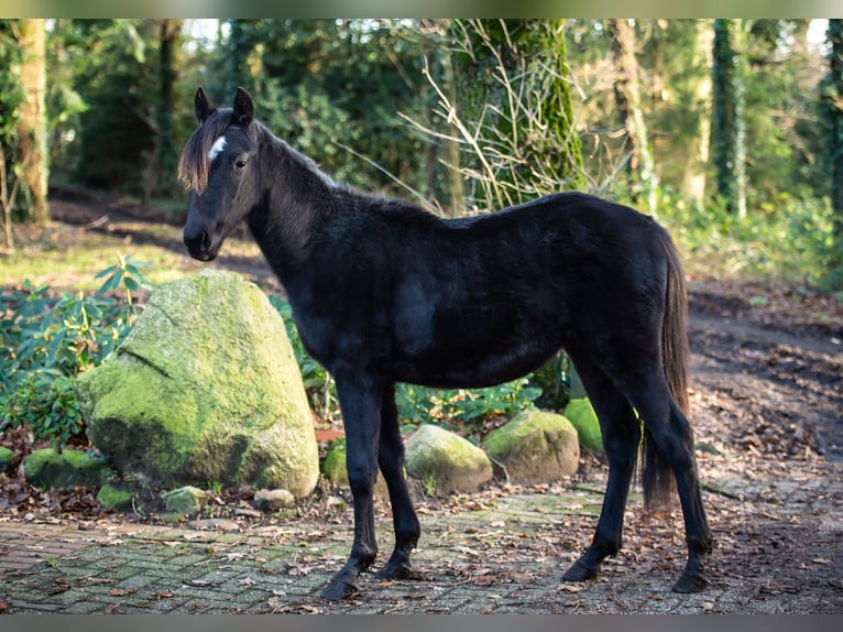 Más ponis/caballos pequeños Mestizo Semental 1 año Negro in Fürstenau