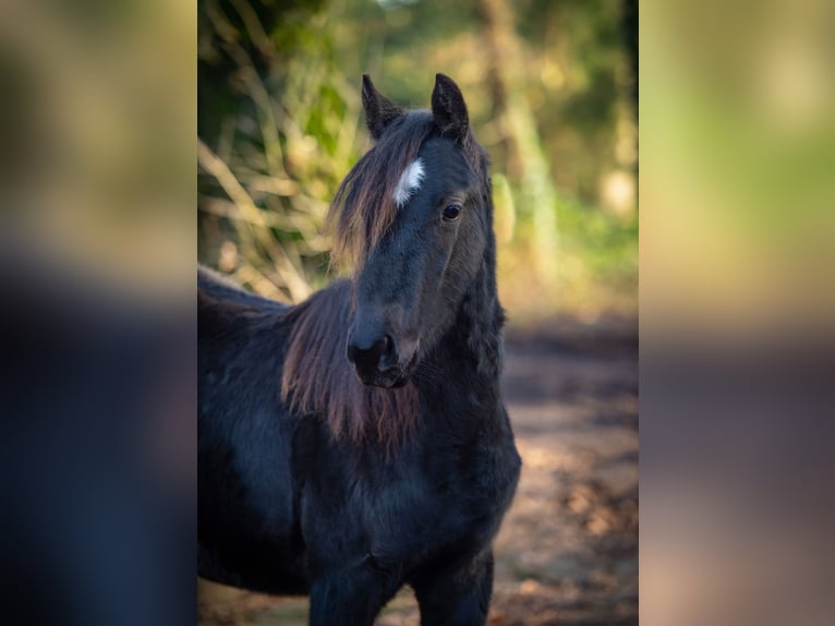 Más ponis/caballos pequeños Mestizo Semental 1 año Negro in Fürstenau