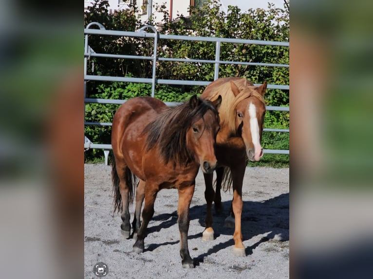 Más ponis/caballos pequeños Mestizo Semental 2 años 100 cm Castaño in Landeck