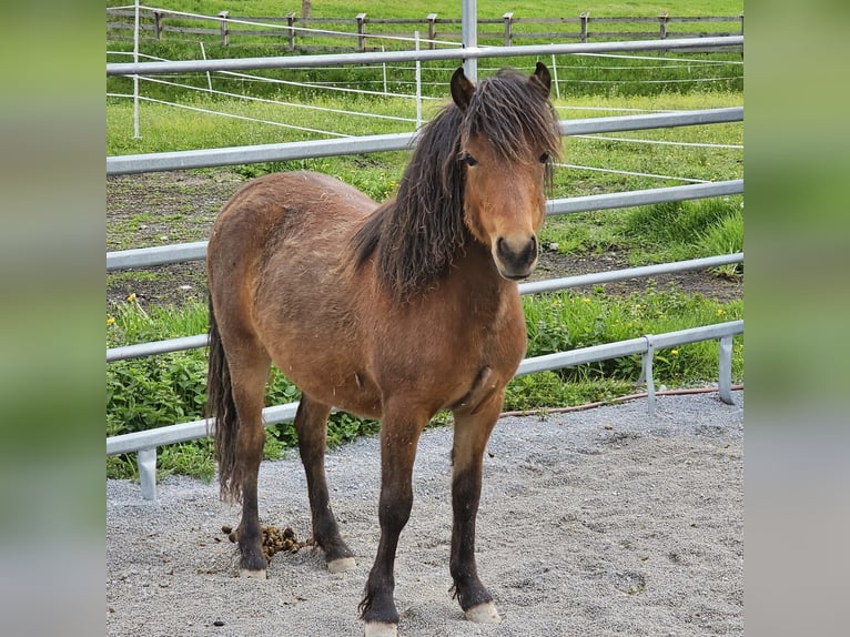 Más ponis/caballos pequeños Mestizo Semental 2 años 100 cm Castaño in Landeck