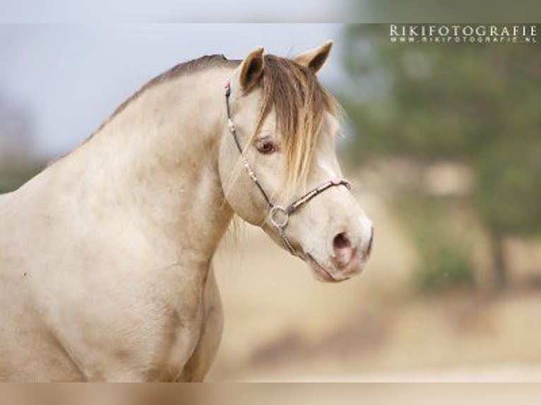 Más ponis/caballos pequeños Semental 2 años 120 cm Champán in Adelheidsdorf