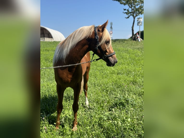 Más ponis/caballos pequeños Semental 2 años 148 cm Alazán rojizo in Amstetten