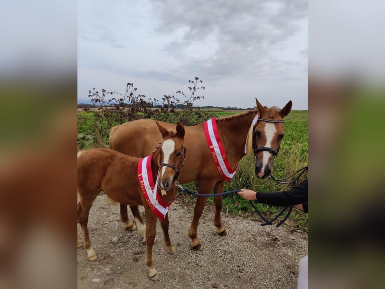 Más ponis/caballos pequeños Semental 2 años 148 cm Alazán rojizo in Amstetten