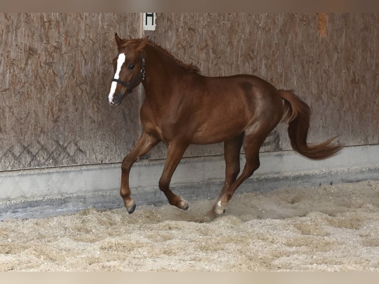 Más ponis/caballos pequeños Semental 2 años Alazán in Muri AG