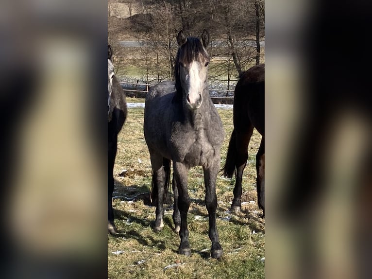 Más ponis/caballos pequeños Semental 2 años in Kamen