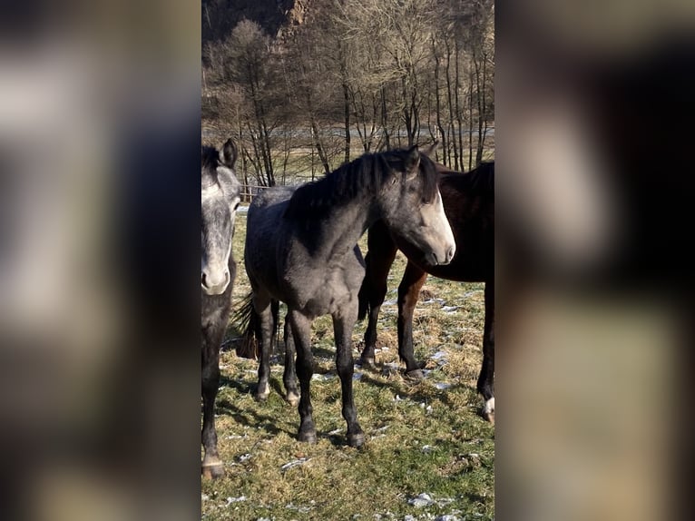 Más ponis/caballos pequeños Semental 2 años in Kamen