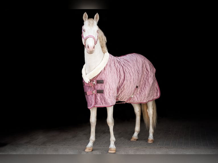 Más ponis/caballos pequeños Semental 4 años 148 cm Perlino in St&#x119;szew