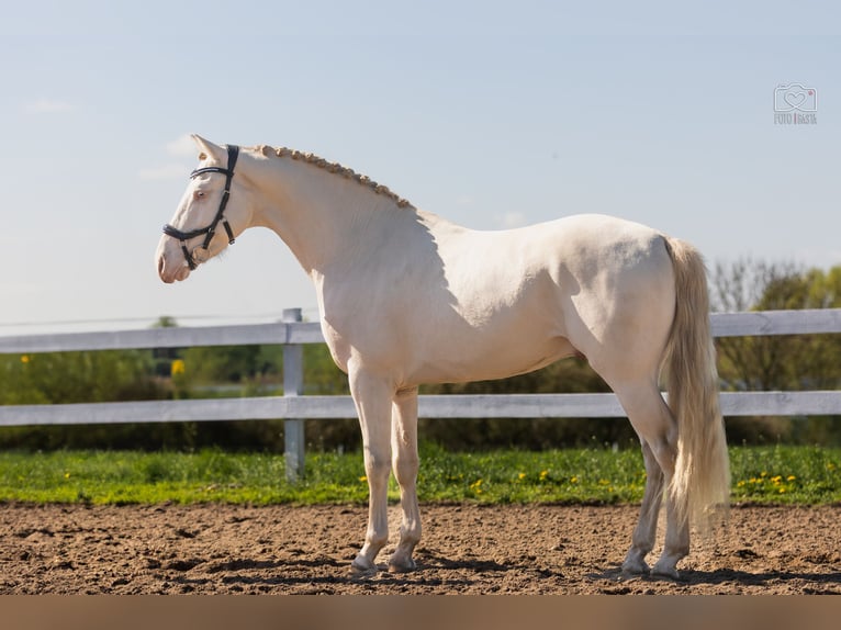 Más ponis/caballos pequeños Semental 4 años 148 cm Perlino in Stęszew