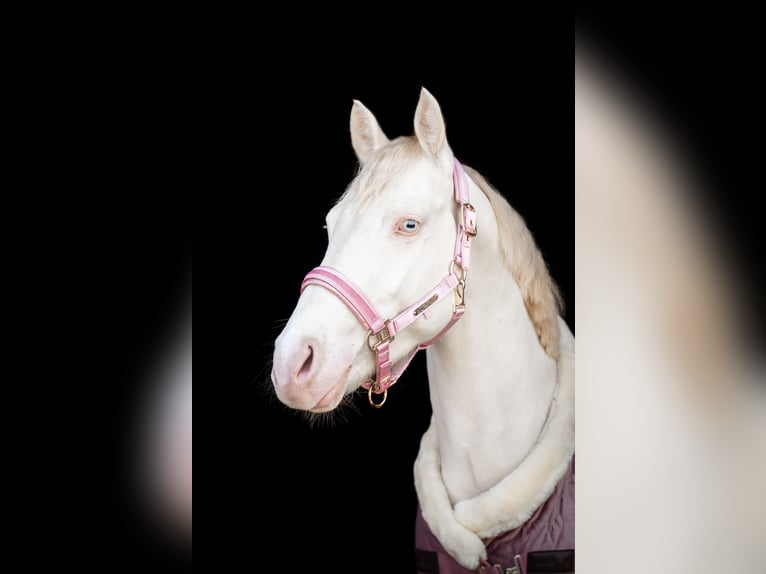 Más ponis/caballos pequeños Semental 4 años 148 cm Perlino in Stęszew