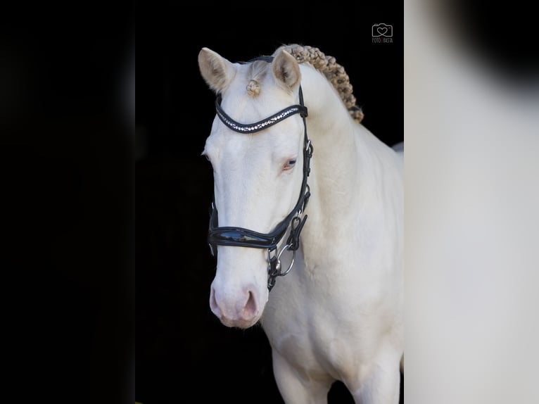 Más ponis/caballos pequeños Semental 4 años 148 cm Perlino in Stęszew