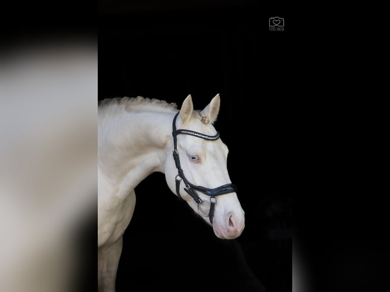 Más ponis/caballos pequeños Semental 4 años 148 cm Perlino in St&#x119;szew