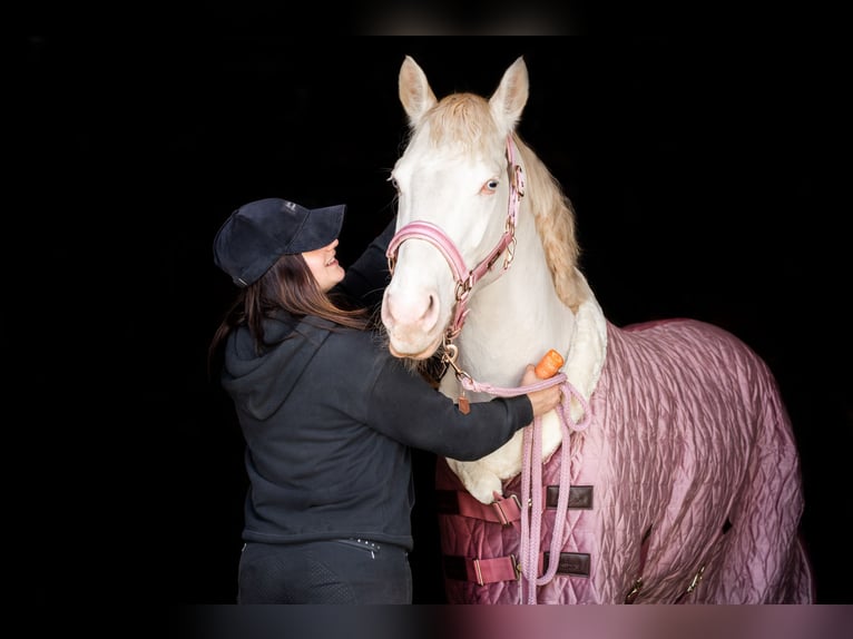 Más ponis/caballos pequeños Semental 4 años 148 cm Perlino in Stęszew