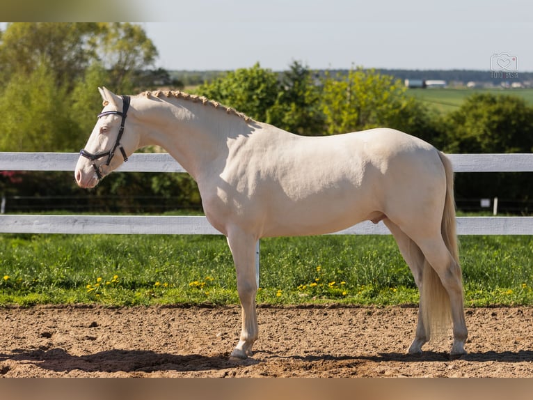 Más ponis/caballos pequeños Semental 4 años 148 cm Perlino in St&#x119;szew