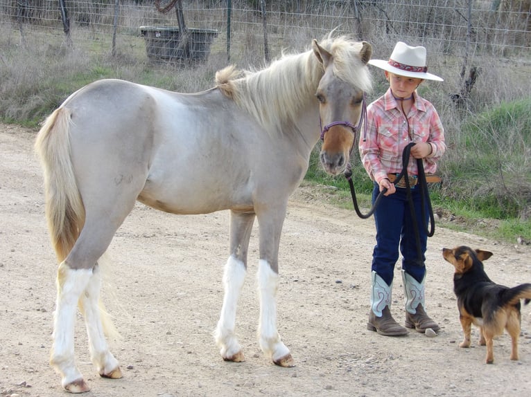 Más ponis/caballos pequeños Semental Potro (01/2024) 114 cm Bayo in Antlers, OK