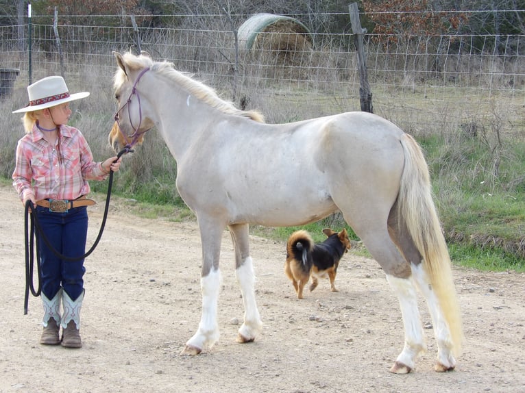 Más ponis/caballos pequeños Semental Potro (01/2024) 114 cm Bayo in Antlers, OK