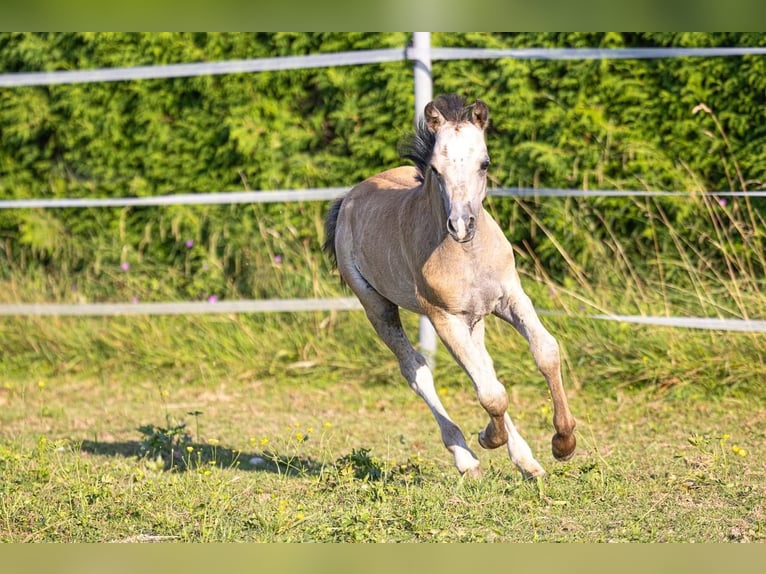 Más ponis/caballos pequeños Semental Potro (05/2024) 125 cm Tordo in Nussdorf am Attersee