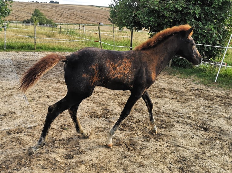 Más ponis/caballos pequeños Semental Potro (04/2024) 150 cm Alazán-tostado in Pohlheim