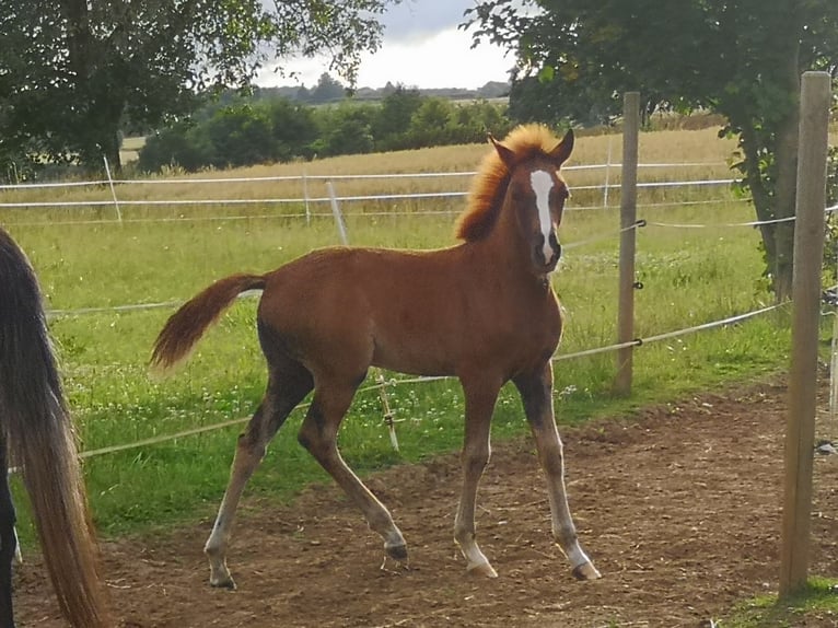 Más ponis/caballos pequeños Semental Potro (04/2024) 150 cm Alazán-tostado in Pohlheim