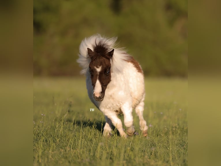 Más ponis/caballos pequeños Semental Potro (01/2024) 64 cm in Weatherford, TX
