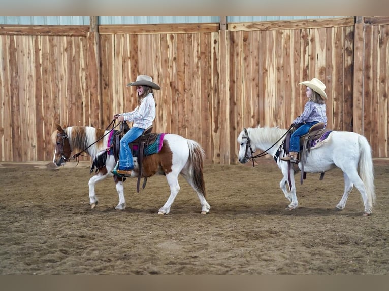 Más ponis/caballos pequeños Yegua 10 años 104 cm Tordo in Valley Springs, SD