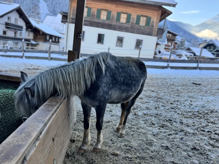 Más ponis/caballos pequeños Mestizo Yegua 10 años 125 cm Tordo rodado in Krimml