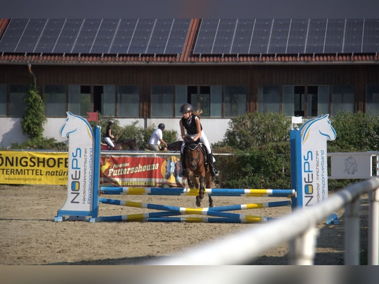 Más ponis/caballos pequeños Mestizo Yegua 10 años 127 cm Castaño in Bad Vöslau