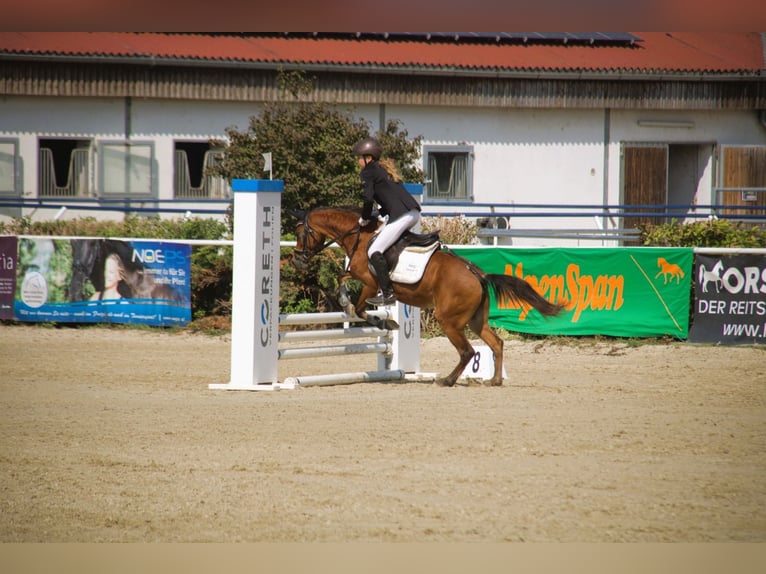 Más ponis/caballos pequeños Mestizo Yegua 10 años 127 cm Castaño in Bad Vöslau