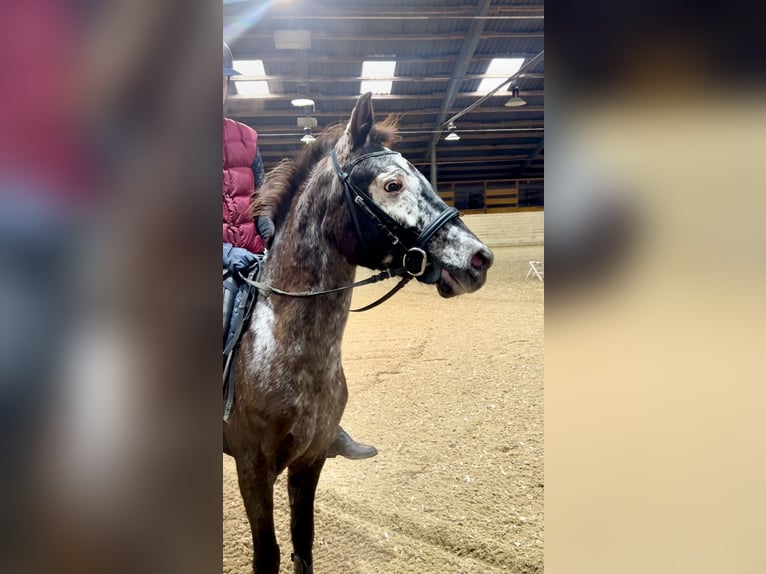 Más ponis/caballos pequeños Yegua 10 años 130 cm Musgo marrón in Pelmberg