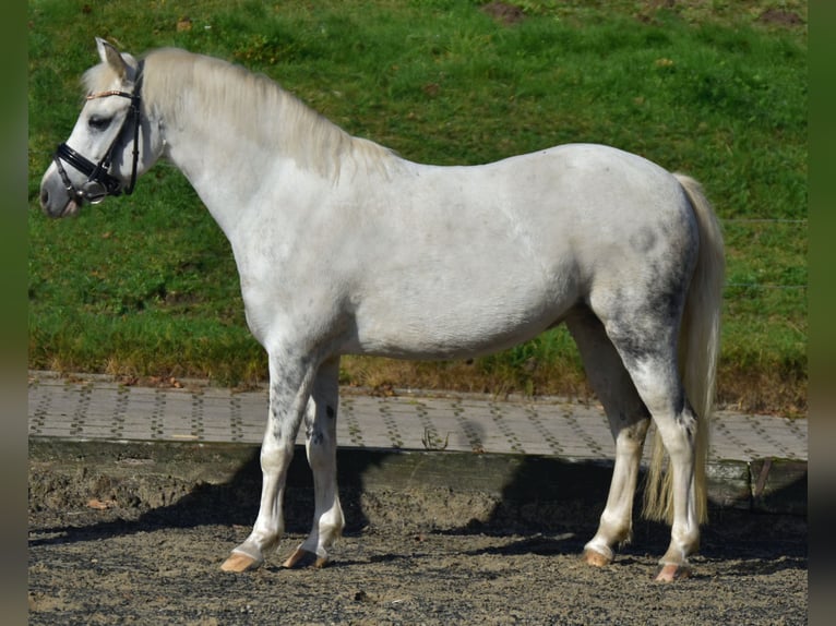 Más ponis/caballos pequeños Yegua 10 años 130 cm Tordo in Fürstenau