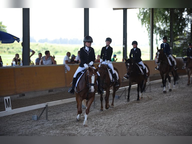 Más ponis/caballos pequeños Yegua 10 años 138 cm Alazán in DiepoldsauDiepoldsau