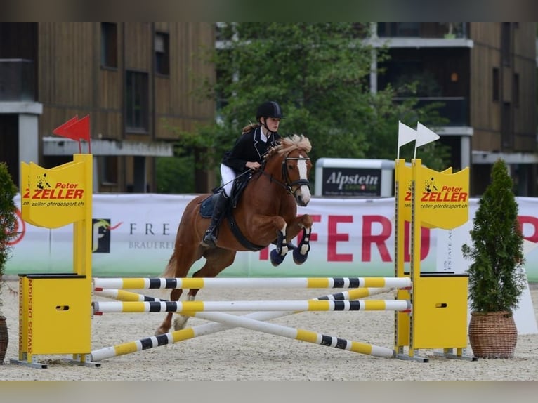 Más ponis/caballos pequeños Yegua 10 años 138 cm Alazán in DiepoldsauDiepoldsau