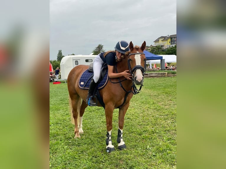 Más ponis/caballos pequeños Yegua 10 años 138 cm Alazán in DiepoldsauDiepoldsau